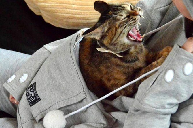 hoodie cat pouch pocket sweatshirt mewgaroo 6 670×447